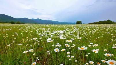 field of daisies and cloudy sky
