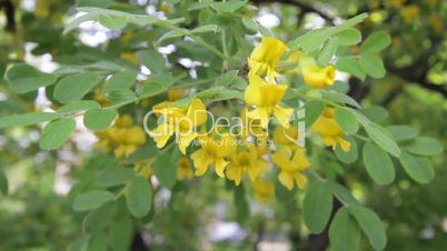 Yellow acacia