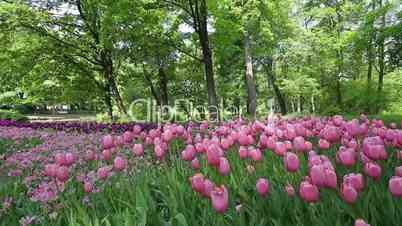 Tulip plantations