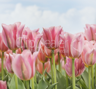 pink tulips