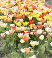 colorful tulips