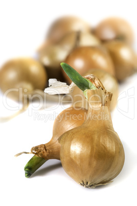 Small onions