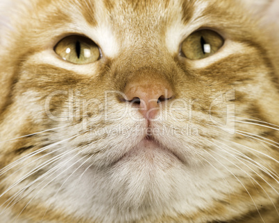 Orange cat close up eyes