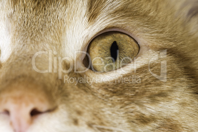 Orange cat close up eyes