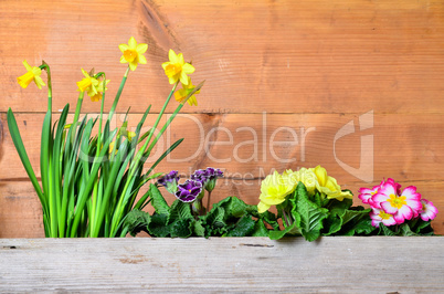 Primel frühling holz hintergrund