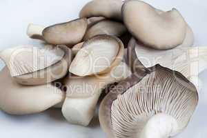 oyster cap mushroom