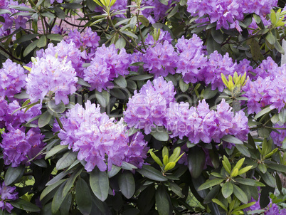 blooming rhododendron