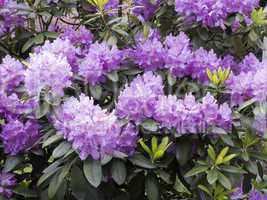 blooming rhododendron
