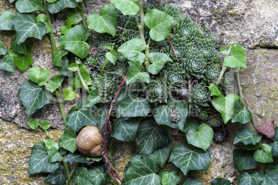 overgrown wall with snail