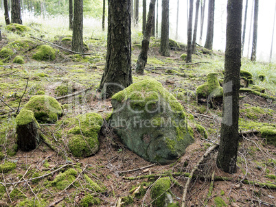 moss-covered boulder