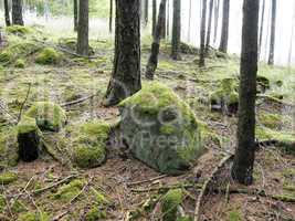moss-covered boulder