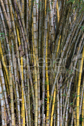 stand of bamboo canes