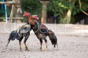 two cocks or roosters fighting