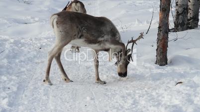 Reindeers