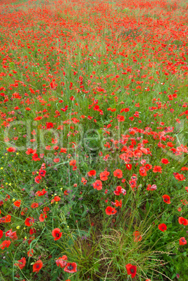 Mohnblumen in der Provence