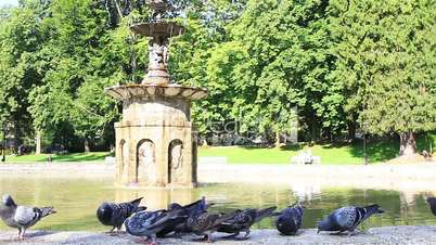 Pigeons on the Fountain in the City Park