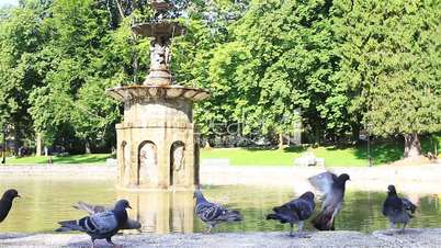 Pigeons on the Fountain