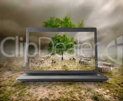 Tree and stumps on the monitor