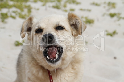 hund zieht eine grimasse