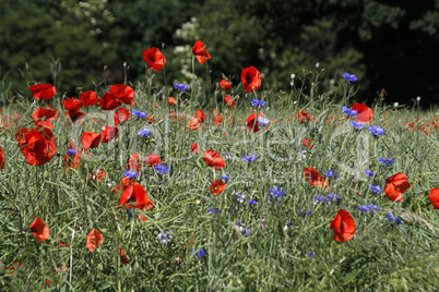 mohn und kornblumen