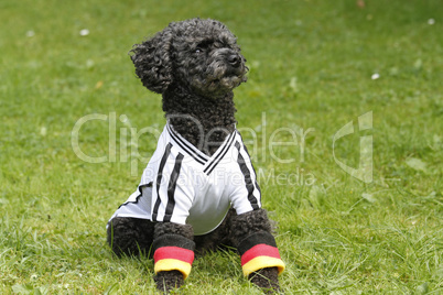 pudel im fussball-trikot (deutschland)