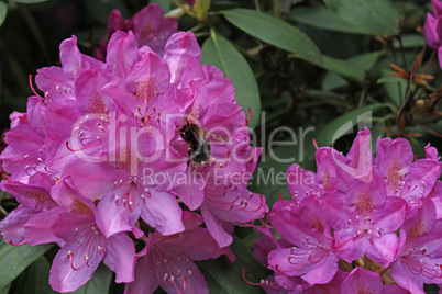 rhododendren