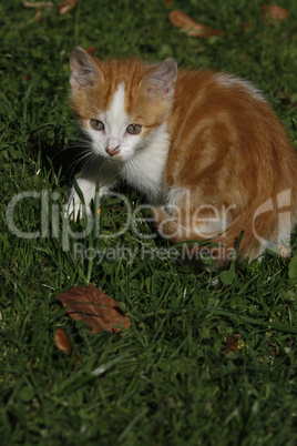 rot-weißes katzenbaby