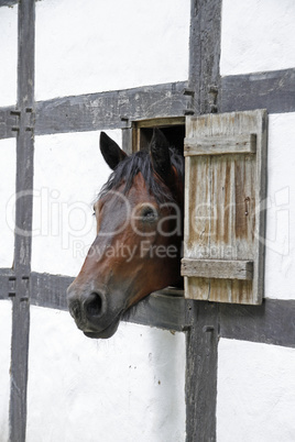 pferd schaut aus einer luke