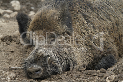 ruhendes wildschwein