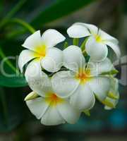 Plumeria