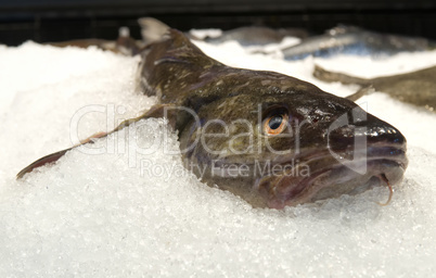 wels auf eis catfish on ice