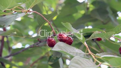Twigs sweet-cherry fruits