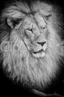 old lion bw