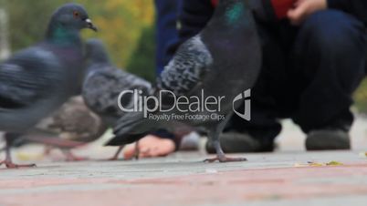 Town pigeons