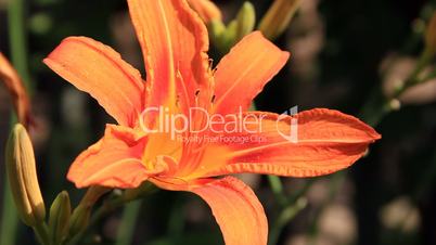 Orange color lily