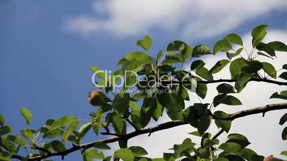 Pear fruits on the tree