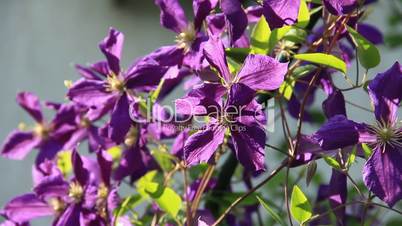 Violet liana flowers