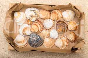 sea shells in box