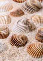 sea shells with coral sand