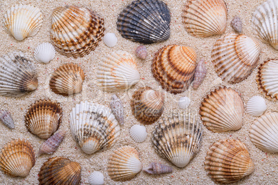 sea shells with coral sand