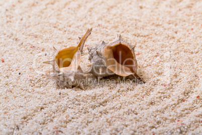 sea shells with coral sand