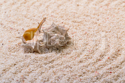 sea shells with coral sand