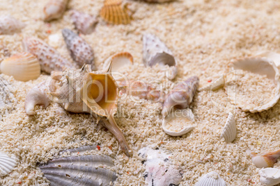 sea shells with coral sand