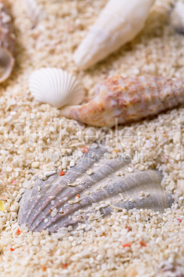 sea shells with coral sand