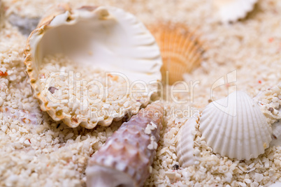 sea shells with coral sand
