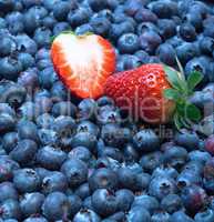 freshly picked blueberries with strawberry