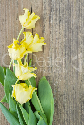 yellow tulips