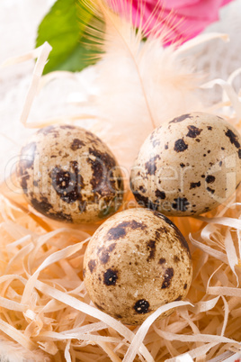 quail's eggs