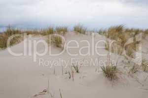 sand dunes with beachgrass
