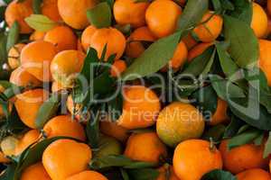frische Mandarinen mit Blättern